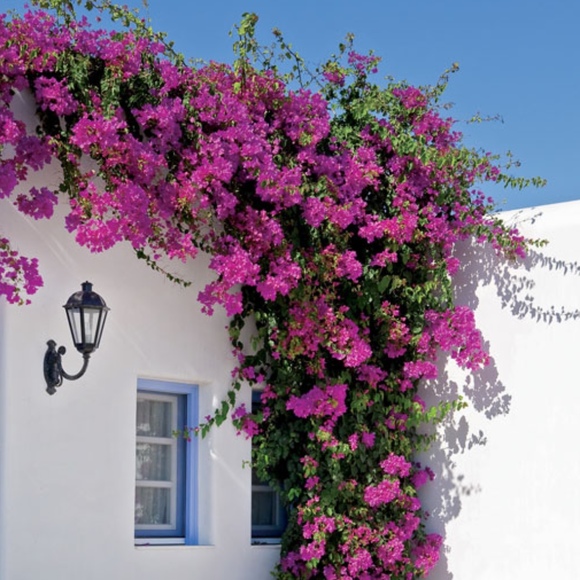 bougainvilleab